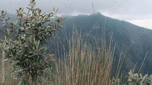 Grass moving on the wind high at mountains in Quito, Ecuador