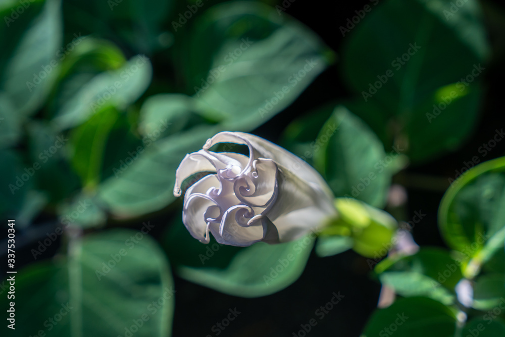 Trumpet flower opening