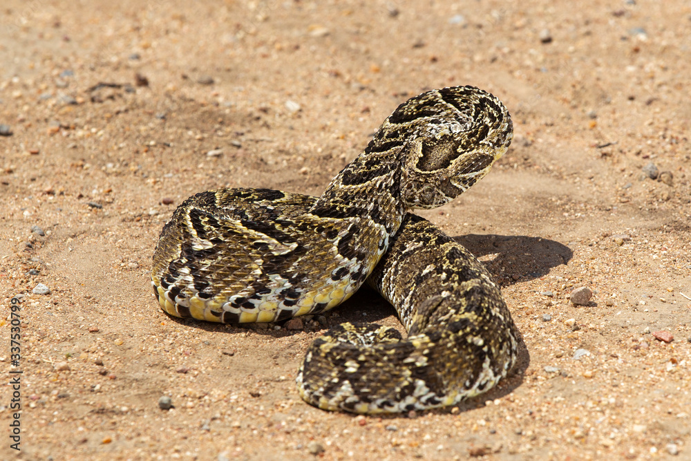 Venomous Puff Adder in South Africa StockFoto Adobe Stock
