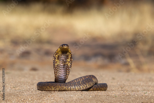 Snouted Cobra in South Africa