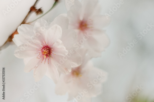 Cherry blossom closeup. Brаnch with cherry flowers in spring.