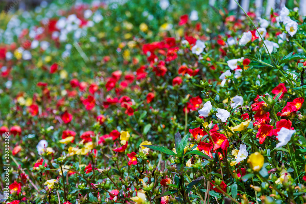 The portulaca oleracea flower with blur backgrond beautifu