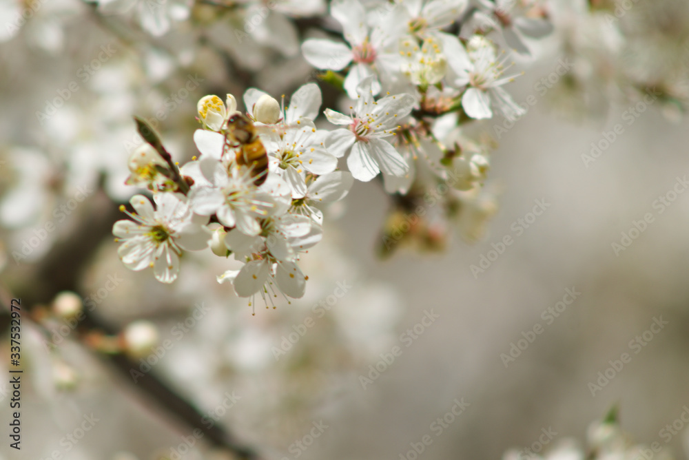 cherry tree blossom cherry tree blossom