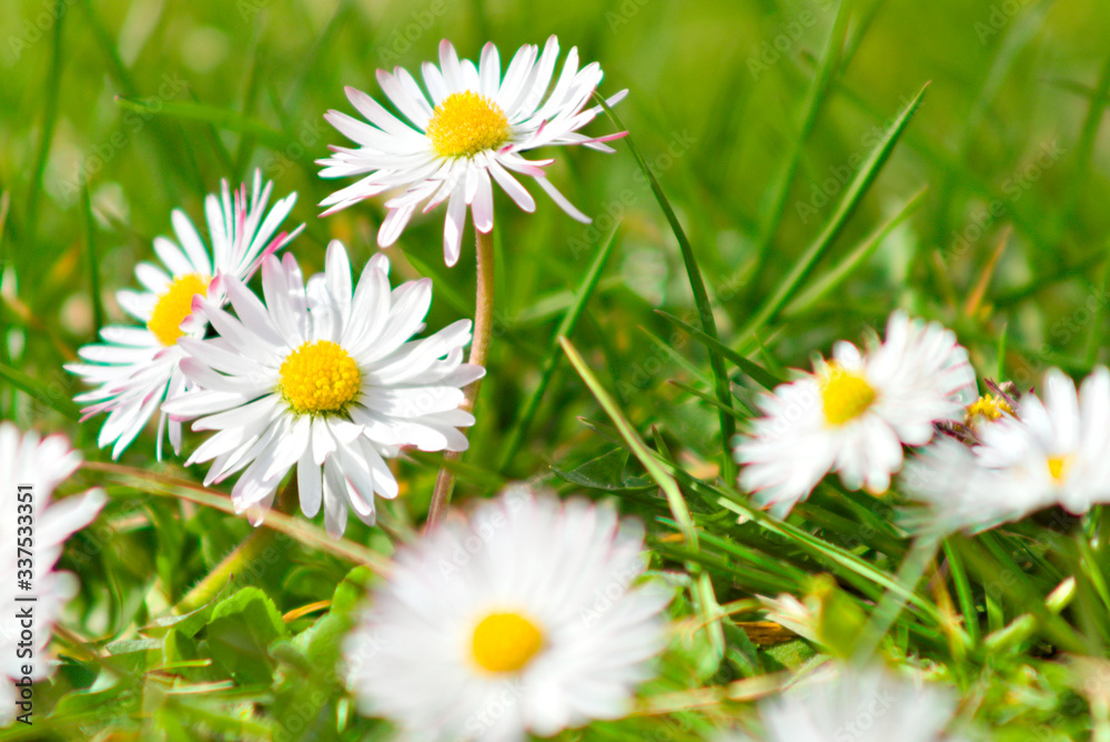 white daisies in the grass white daisies in the grass