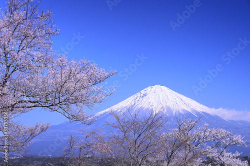 寺の境内に咲いた桜と富士山