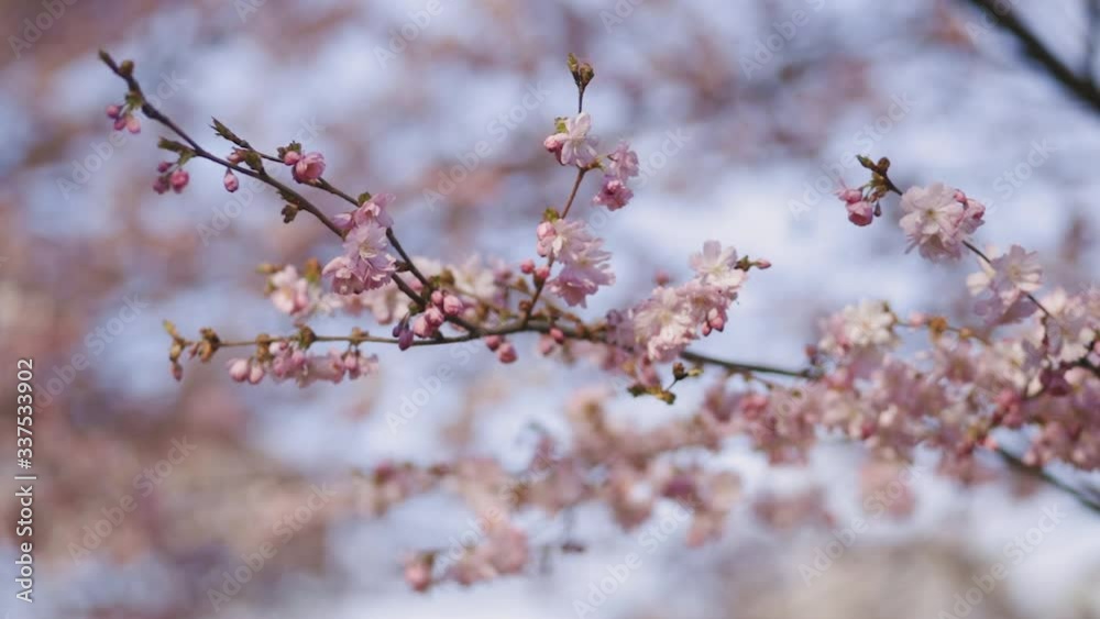 Close view of pink sakura or cherry branch with flowers over blue sky in Osaka, Japan Close view of pink sakura or cherry branch with flowers over blue sky in Osaka, Japan