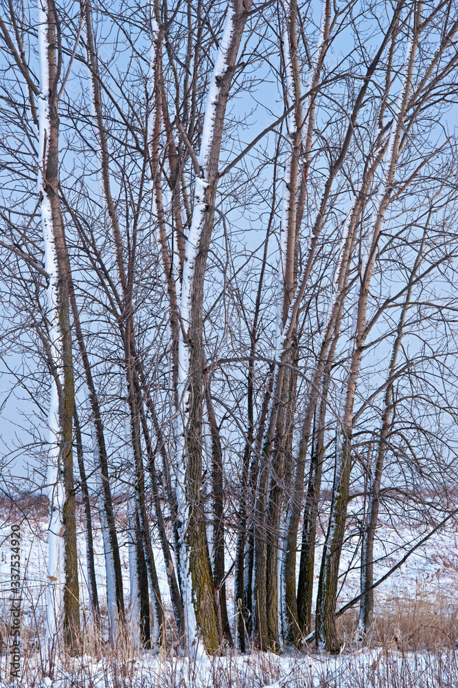 Snow-covered tress at twilight in a Midwest prairie landscape. Snow-covered tress at twilight in a Midwest prairie landscape.