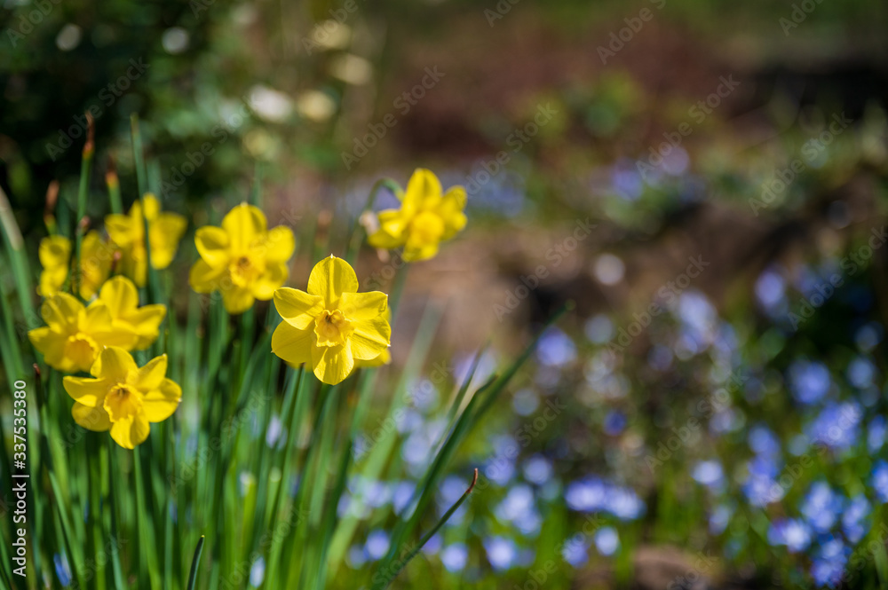 Fototapeta premium yellow flowers