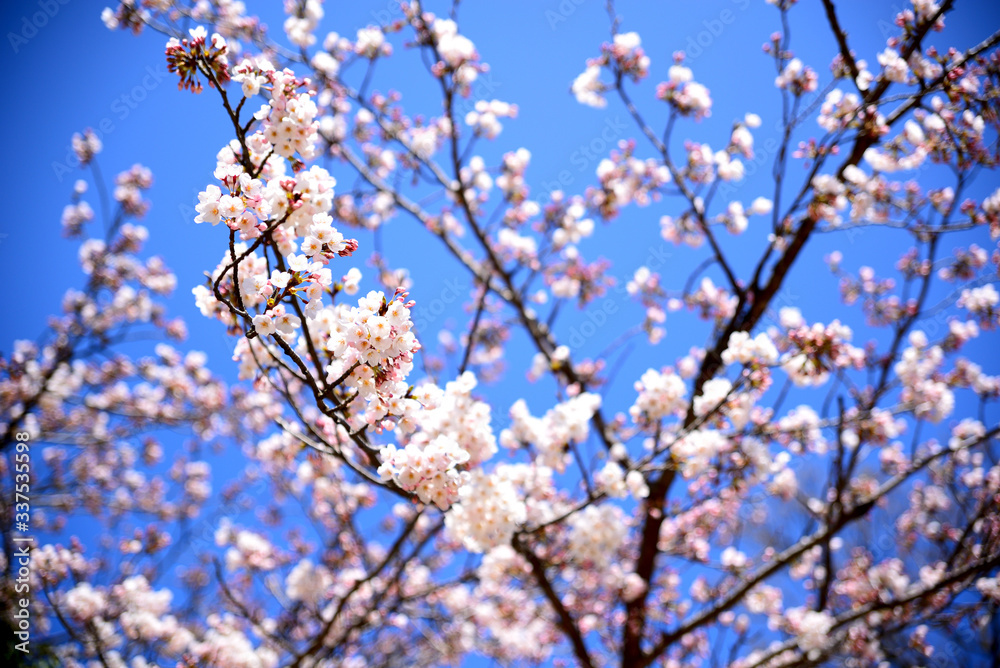 青空をバックにした桜の花