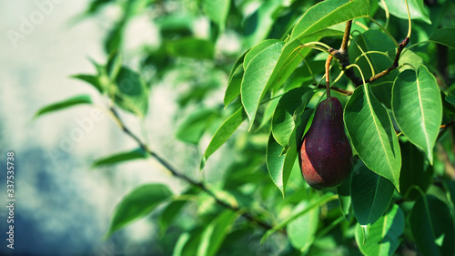 Photo pears