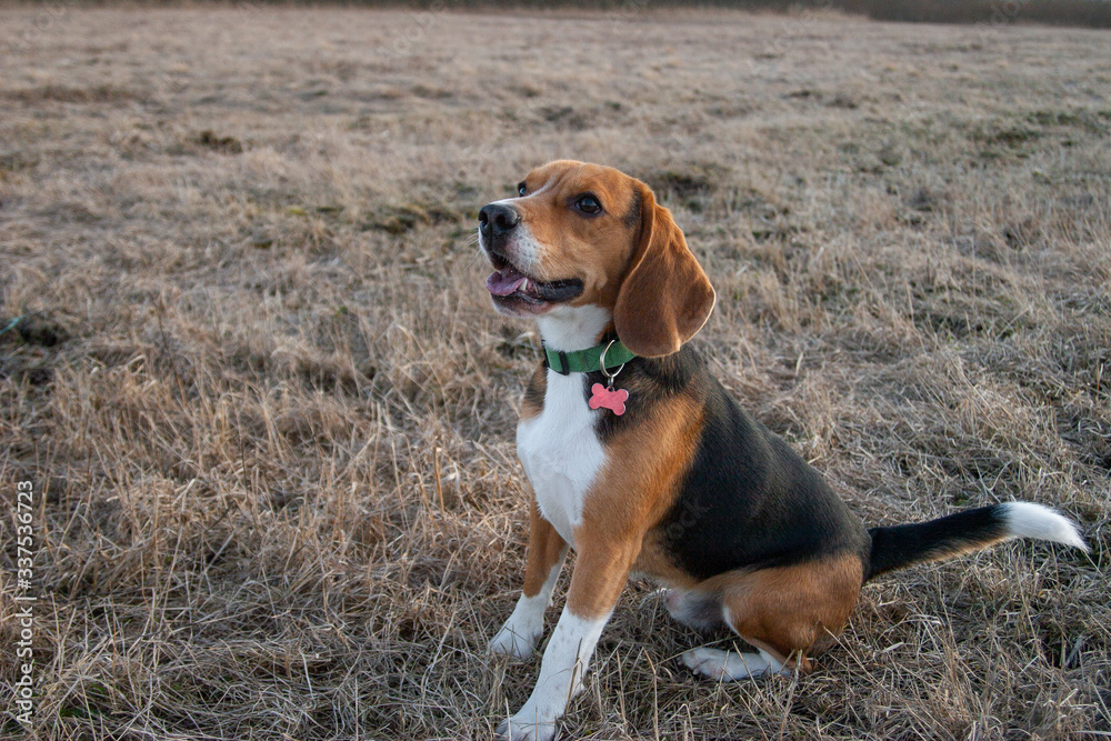 beagle dog sits on a field with last year's grass on a sunny day
