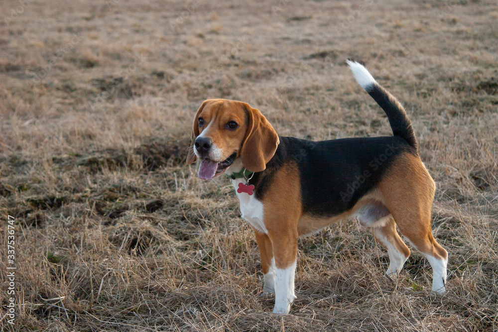 beagle dog stands on a field with last year's grass on a sunny day