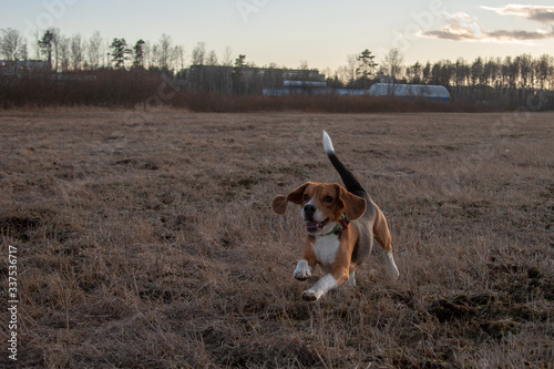 beagle dog runs on spring field with last year's grass on a sunny day