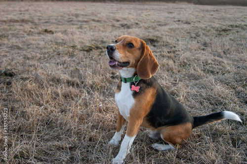 beagle dog sits on a field with last year's grass on a sunny day