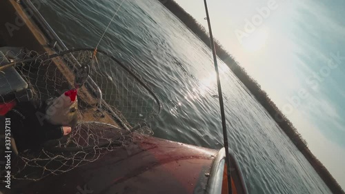 A fisherman takes out a predatory fish from a landing net