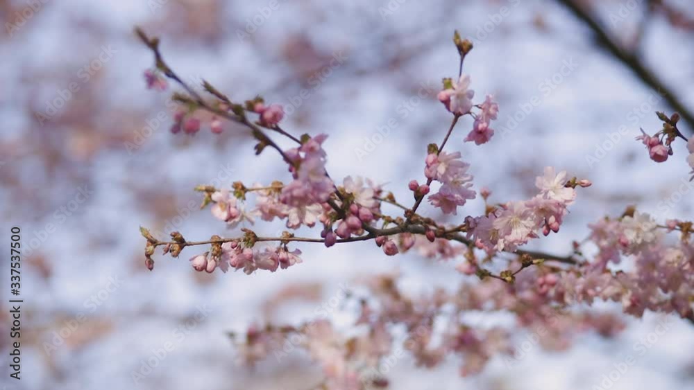close view: beautiful pink sakura or cherry branch with flowers over blue sky in Europe close view: beautiful pink sakura or cherry branch with flowers over blue sky in Europe