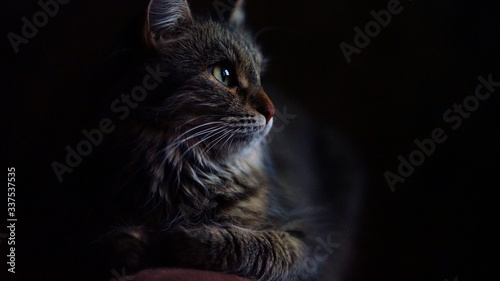 Portrait of a cat. Close-up portrait of a domestic cat
