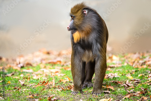 Mandrill portrait