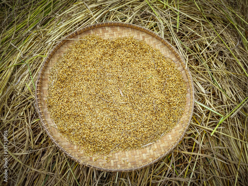 image of isolated harvested rice paddy grain on round bamboo storage  photo