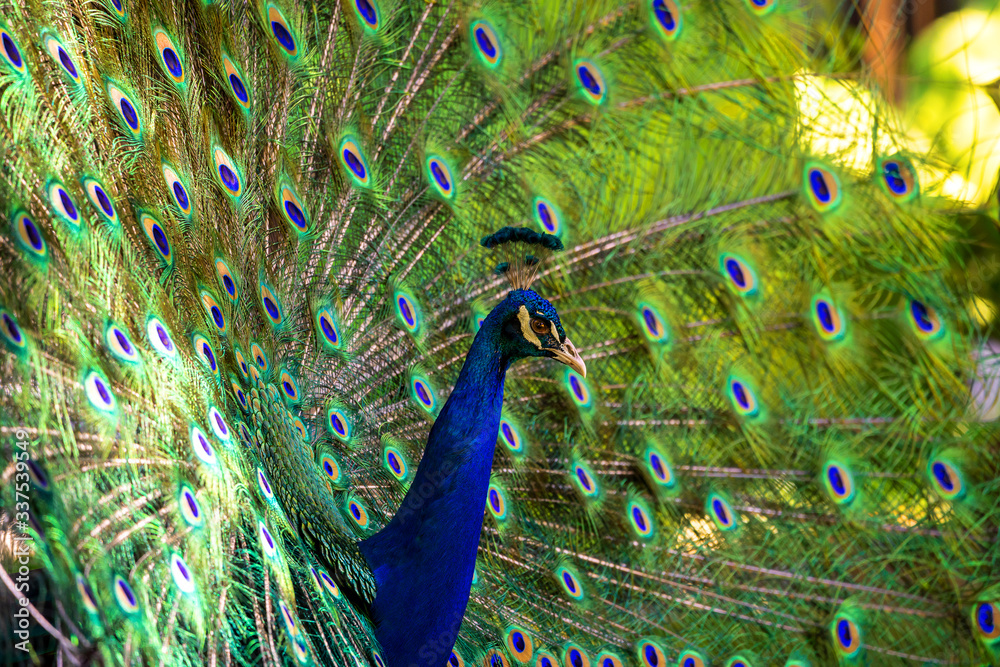 Obraz premium Peacock portrait