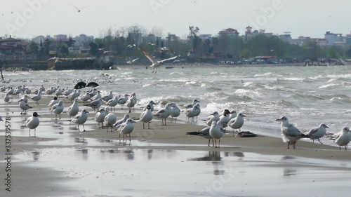 Colony of seagulls flying over sea waves with city in background photo