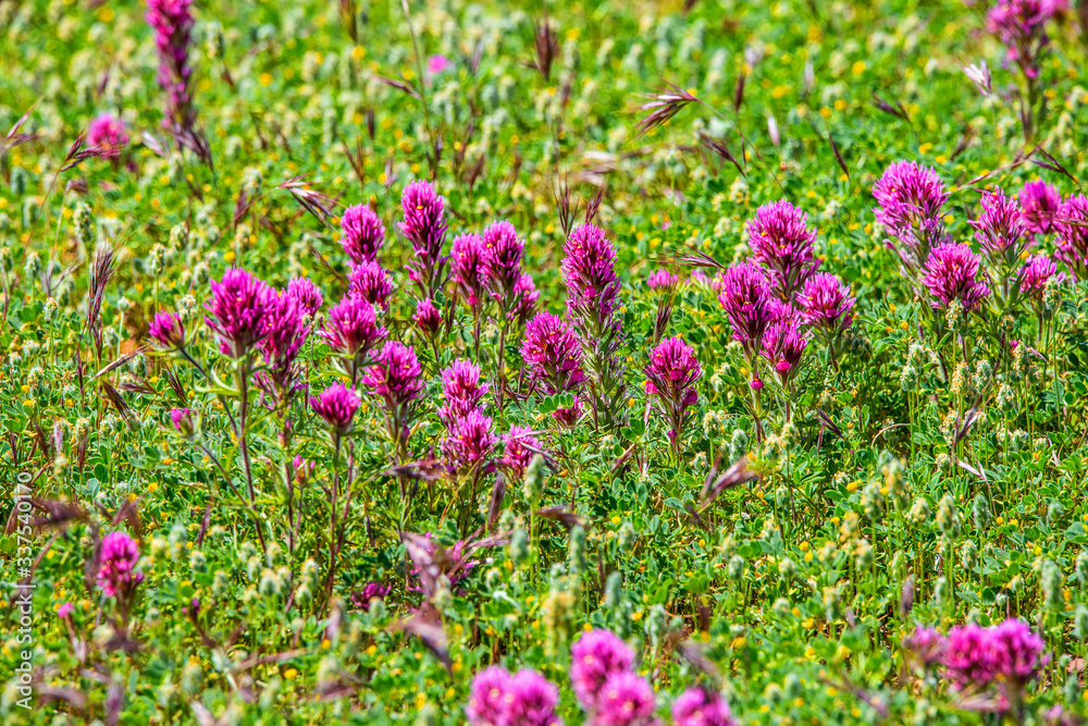 Obraz premium field of pink flowers