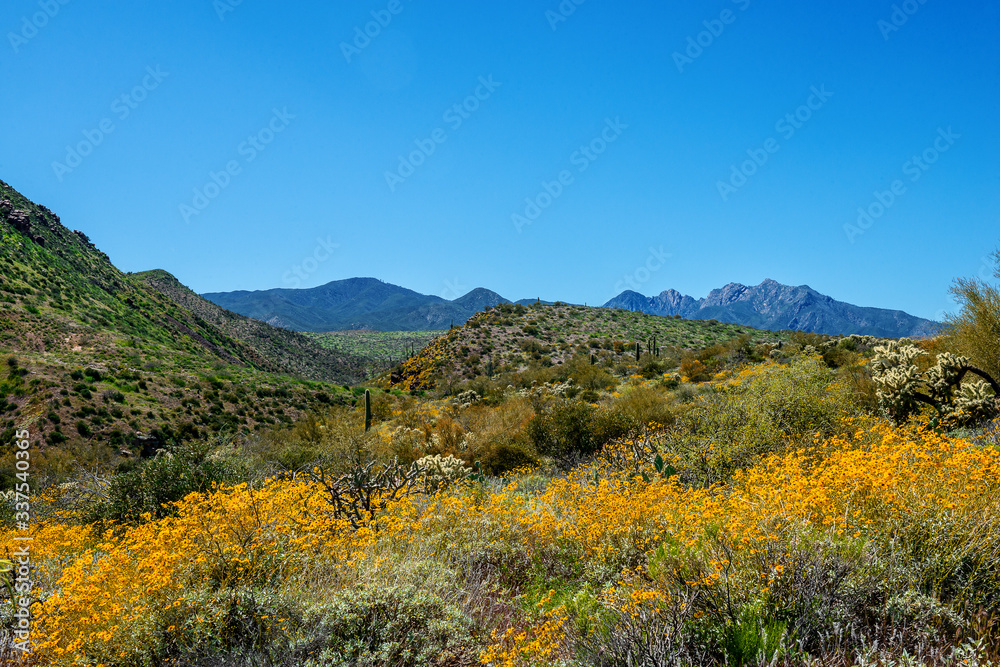 Fototapeta premium yellow flowers in the mountains