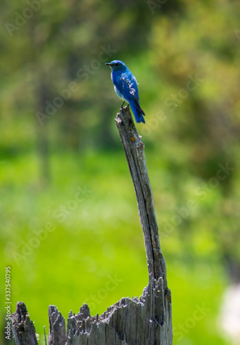 a mountain bluebird in Harriman state Park in Idaho perched on an old dead tree in a green meadow photo