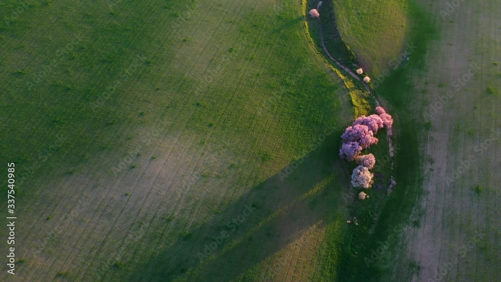 Aerial view from a drone of cereal fields in the province of Toledo, Autonomous Community of Castilla La Mancha, Spain, Europe