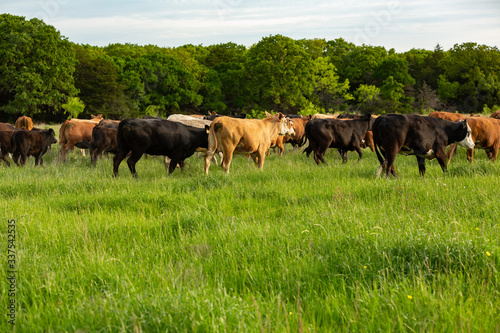 Herd of cattle on new pasture on the