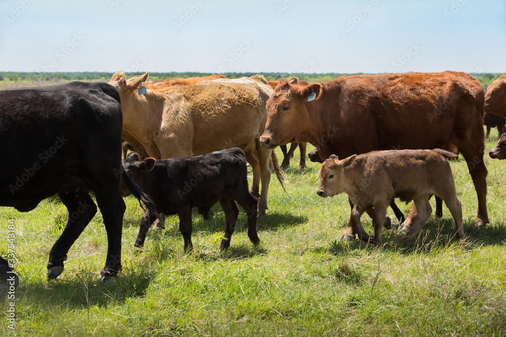 Herd of livestock moved to new pasture on the cattle ranch Herd of livestock moved to new pasture on the cattle ranch