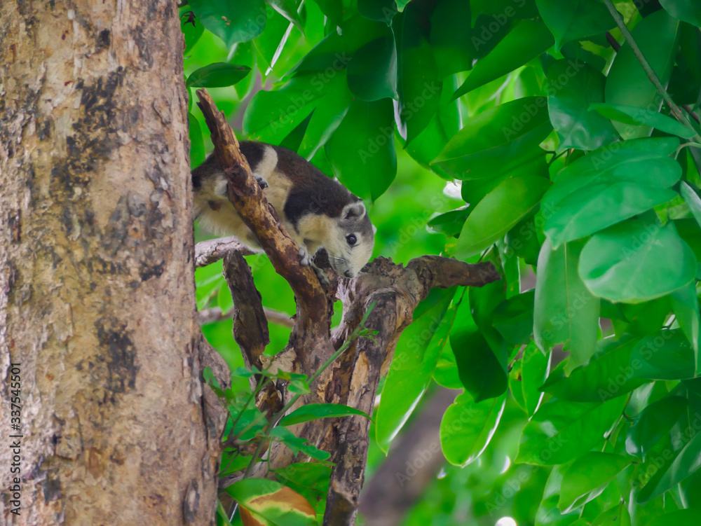 Obraz premium squirrel in the tree