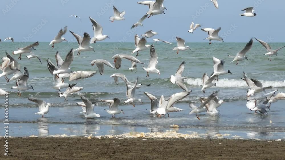 Colony of seagulls fighting to get their share of bread , sea waves background Colony of seagulls fighting to get their share of bread , sea waves background