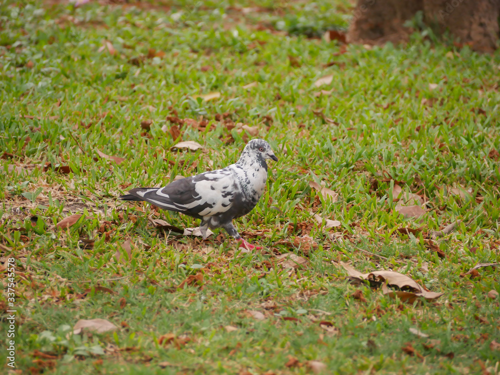 Obraz premium pigeon on the grass