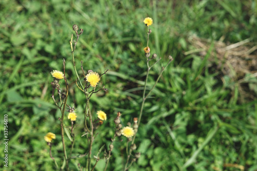 Wild grass yellow flower in the field
