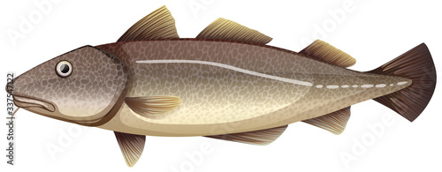 Brown fish on white background