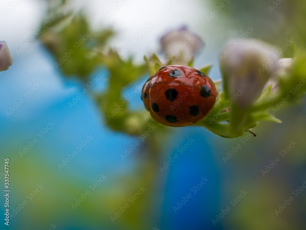 ladybird on a leaf ladybird on a leaf