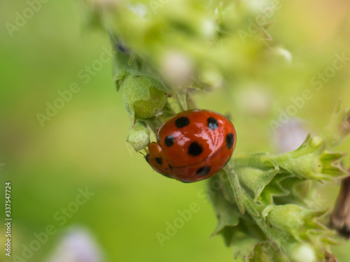 ladybug on grass © Paiboon