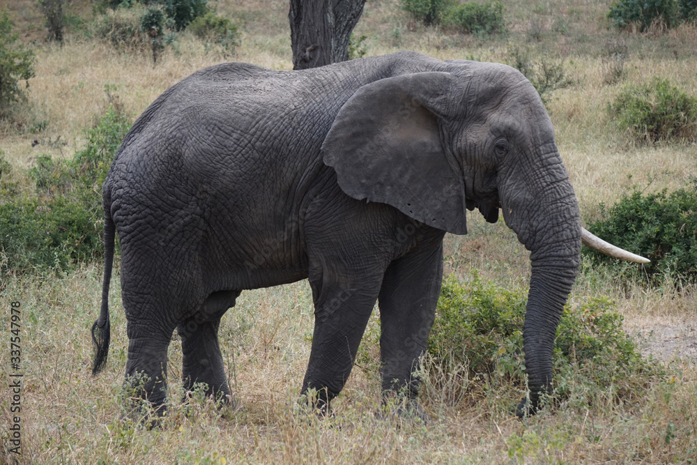 Close up of African Elephant, Tanzania