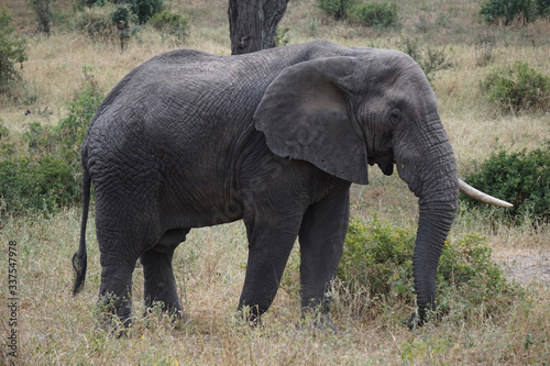 Close up of African Elephant  Tanzania