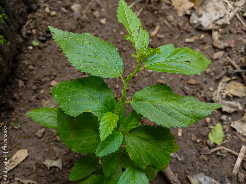 custom made wallpaper toronto digitalFresh green leaves. natural green wood blur background