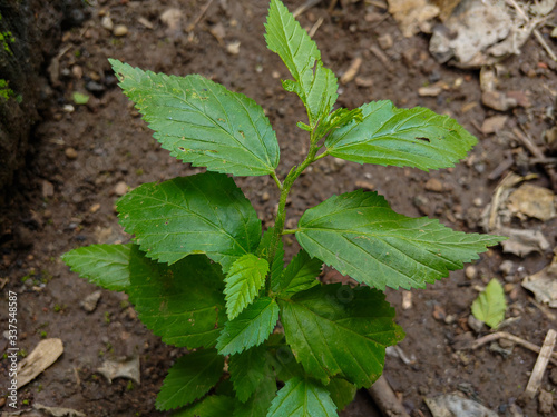 Wallpaper Mural Fresh green leaves. natural green wood blur background Torontodigital.ca