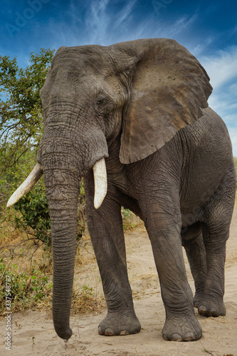 Close up of African Elephant  Tanzania