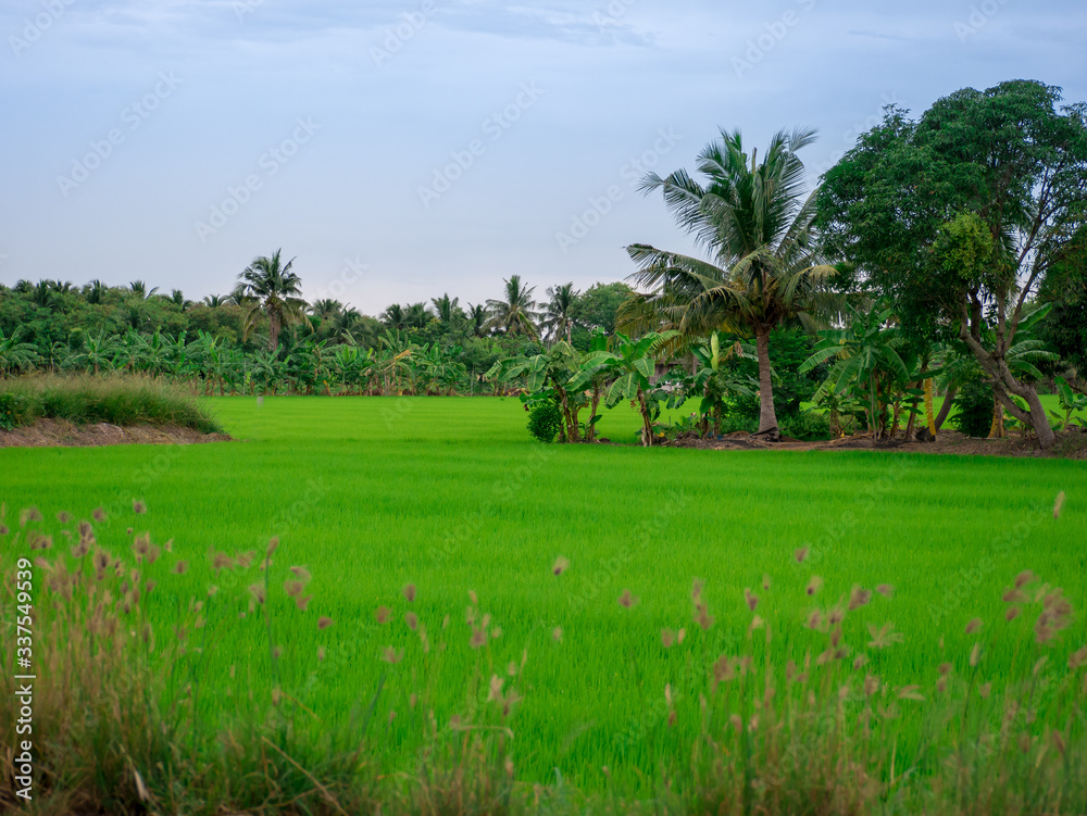 rice field in thailand rice field in thailand