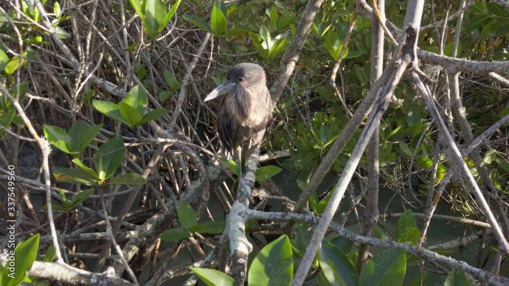 Bird sitting calmly in bush at Galapagos islands Bird sitting calmly in bush at Galapagos islands
