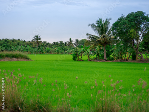 rice field in thailand