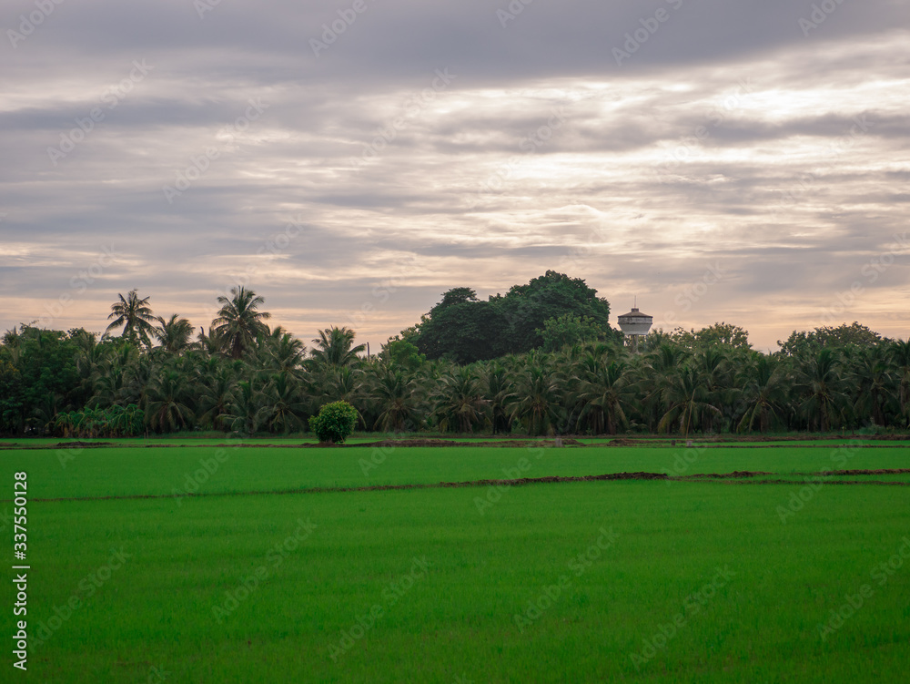 landscape with trees landscape with trees