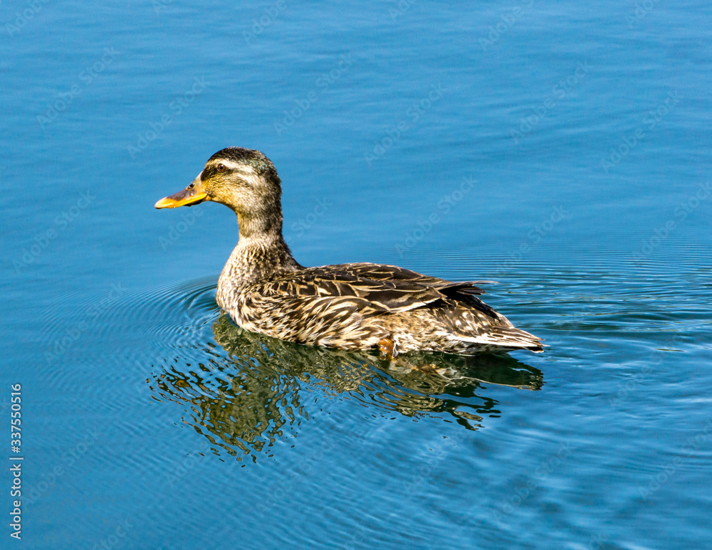 Mallard duck sitting in a pond