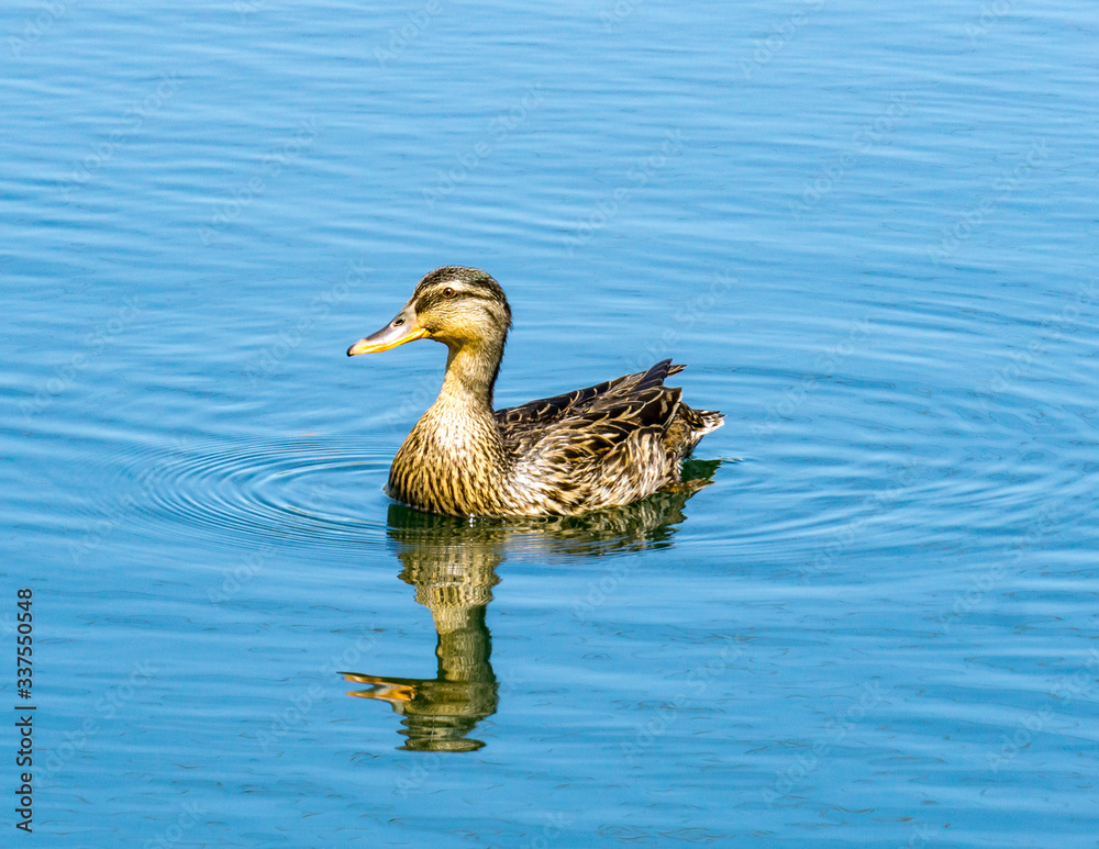 Fototapeta premium Mallard duck sitting in a pond