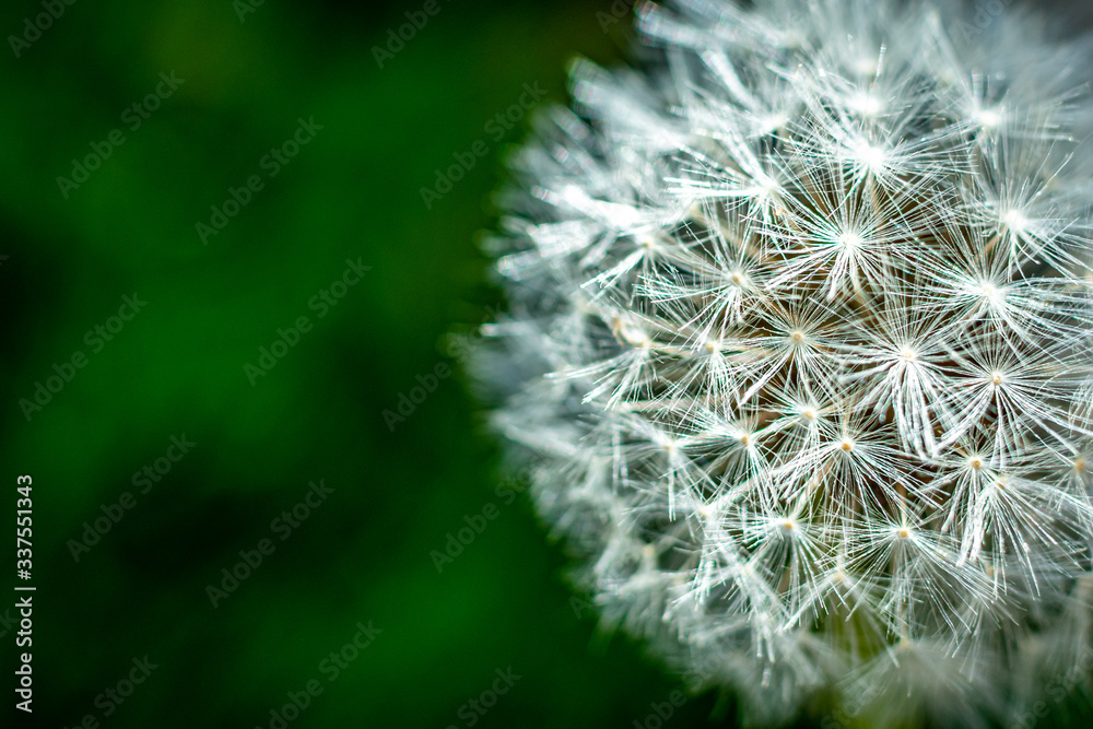 Fototapeta premium Close up of White Dandelion Flower